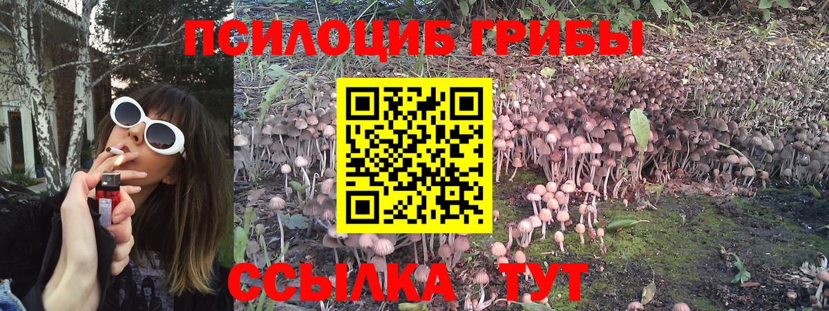 Псилоцибиновые грибы Cubensis Таганрог